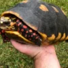 Adult Redfoot tortoise