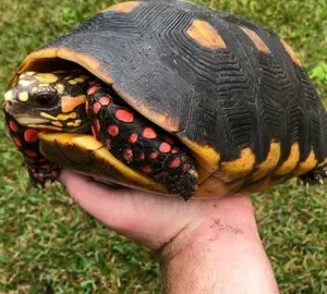 Adult Redfoot tortoise
