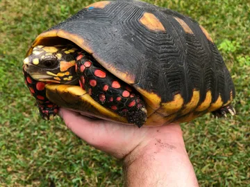 Adult Redfoot tortoise Adult Redfoot tortoise