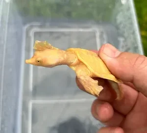 Albino Chinese softshell turtle
