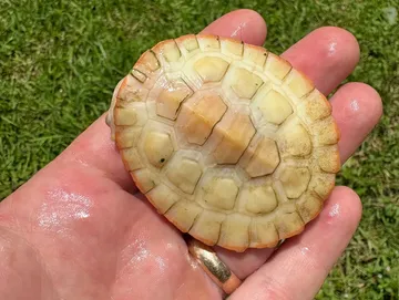 Albino Pink Belly Sideneck Albino Pink Belly Sideneck