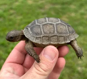 Aldabra-Tortoise-Hatchling