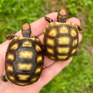 Brazilian Cherryhead Hatchling