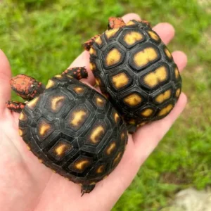 Brazilian Cherryhead-Well started hatchling