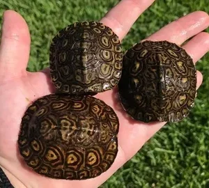 Central American Ornate Wood Turtle