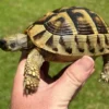 Eastern Hermanns Tortoise juvenile-sub adult