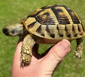 Eastern Hermanns Tortoise juvenile-sub adult