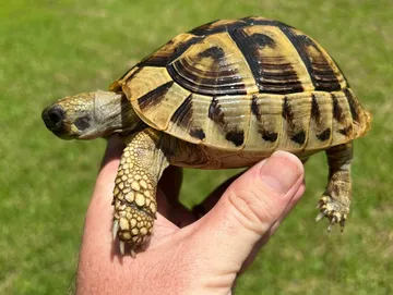 Eastern Hermanns Tortoise juvenile-sub adult Eastern Hermanns Tortoise juvenile-sub adult
