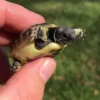 Eastern Hermanns tortoise hatchling