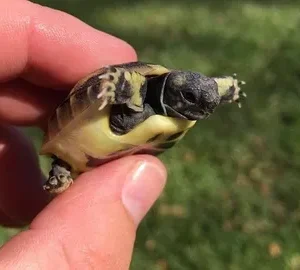 Eastern Hermanns tortoise hatchling