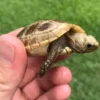 Elongated Tortoise