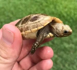 Elongated Tortoise