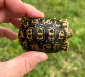 Giant South African Leopard Tortoise