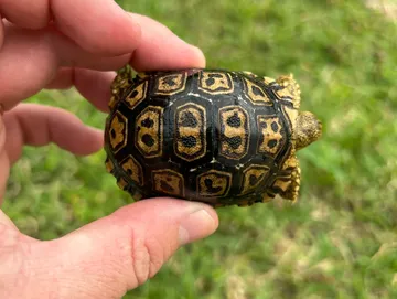 Giant South African Leopard Tortoise Hatchling Giant South African Leopard Tortoise