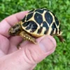 Indian star tortoise