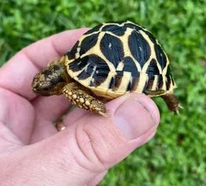 Indian star tortoise