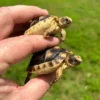Marginated Tortoise Hatchling
