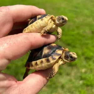 Marginated Tortoise Hatchling