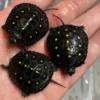 North American Spotted Turtle