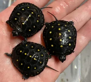 North American Spotted Turtle