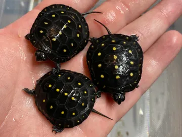 North American Spotted Turtle North American Spotted Turtle