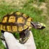 Peruvian Amazon Basin Yellowfoot Tortoise