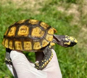 Peruvian Amazon Basin Yellowfoot Tortoise