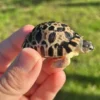 Radiated Tortoise Hatchling