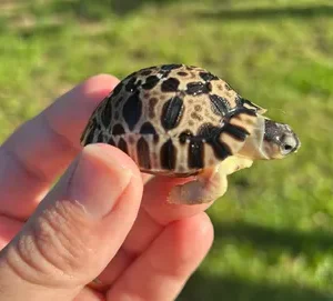 Radiated Tortoise Hatchling