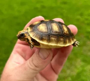 Redfoot Tortoise Hatchling