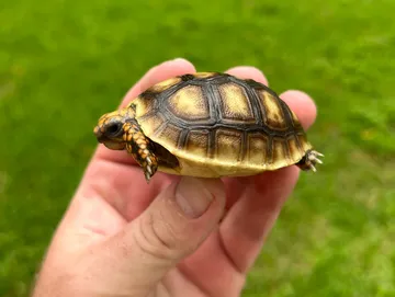 Redfoot Tortoise Hatchling Redfoot Tortoise Hatchling