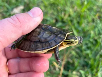 Seram Asian Box Seram Asian Box