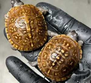 Three Toe Box Turtle