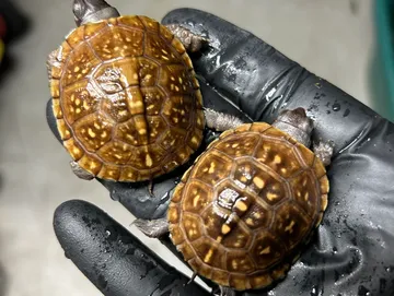 Three Toe Box Turtle