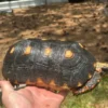 Venezuelan Reedfoot Tortoise