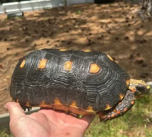 Venezuelan Reedfoot Tortoise