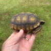Yellowfoot tortoise juvenile 5