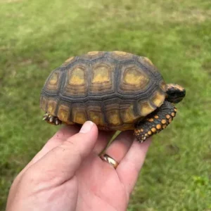 Yellowfoot tortoise juvenile 5