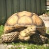 adult-sulcata-tortoise