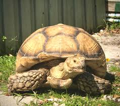 adult-sulcata-tortoise