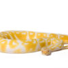albino-ball-python-for-sale