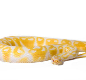 albino-ball-python-for-sale