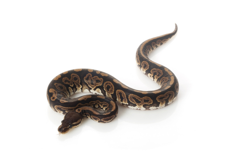 black-pastel-ball-python-for-sale Black Pastel Ball Python