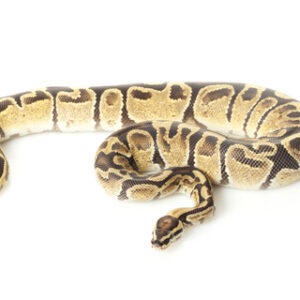 fire-ball-python