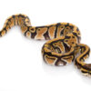 pastel ball python