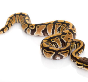 pastel ball python