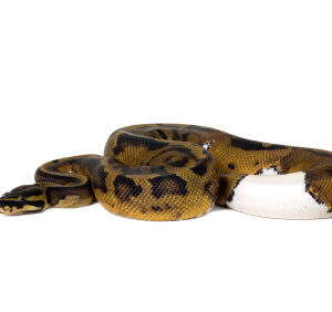 piebald-ball-python-for-sale