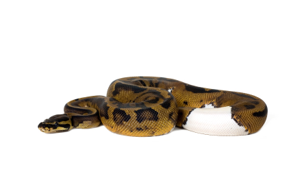 piebald-ball-python-for-sale piebald-ball-python-for-sale