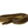 pinstripe-ball-python-for-sale