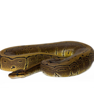 pinstripe-ball-python-for-sale